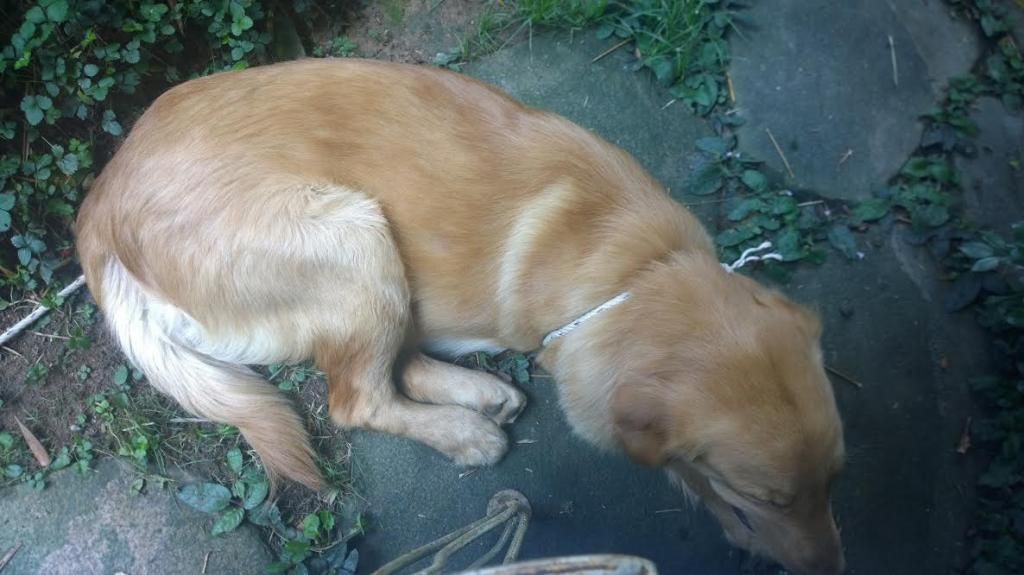 LostDog_zpsd29f3ea1.jpg