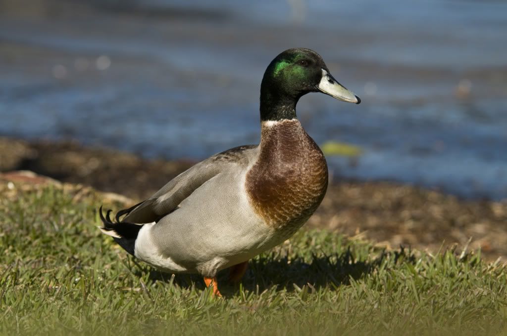 NorthernMallardDuck.jpg