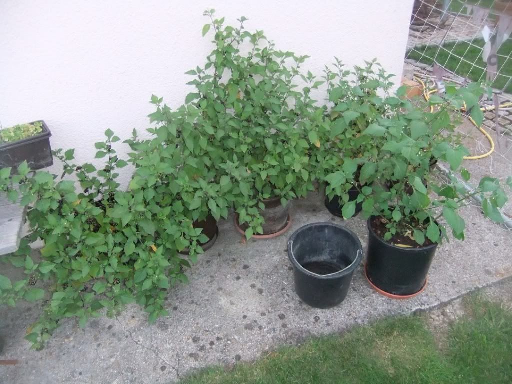 DSCF4109_klein.jpg