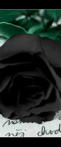 Black Rose Avatar