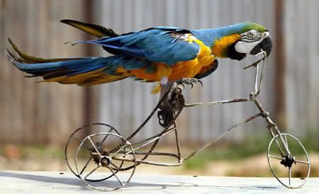 [Image: parrot_on_a_bike.jpg]