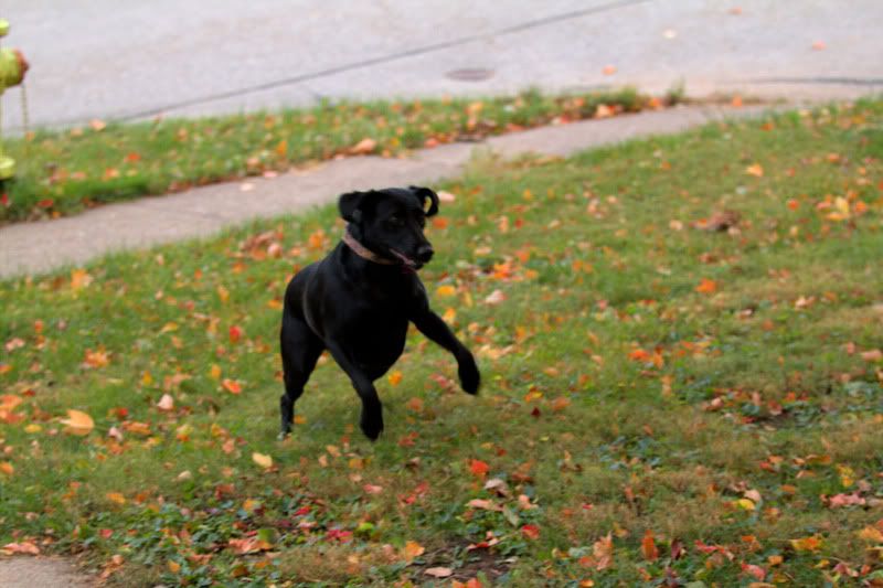 IMAGE: http://i821.photobucket.com/albums/zz133/brianpinneyphotography/Random/IMG_2150-1.jpg