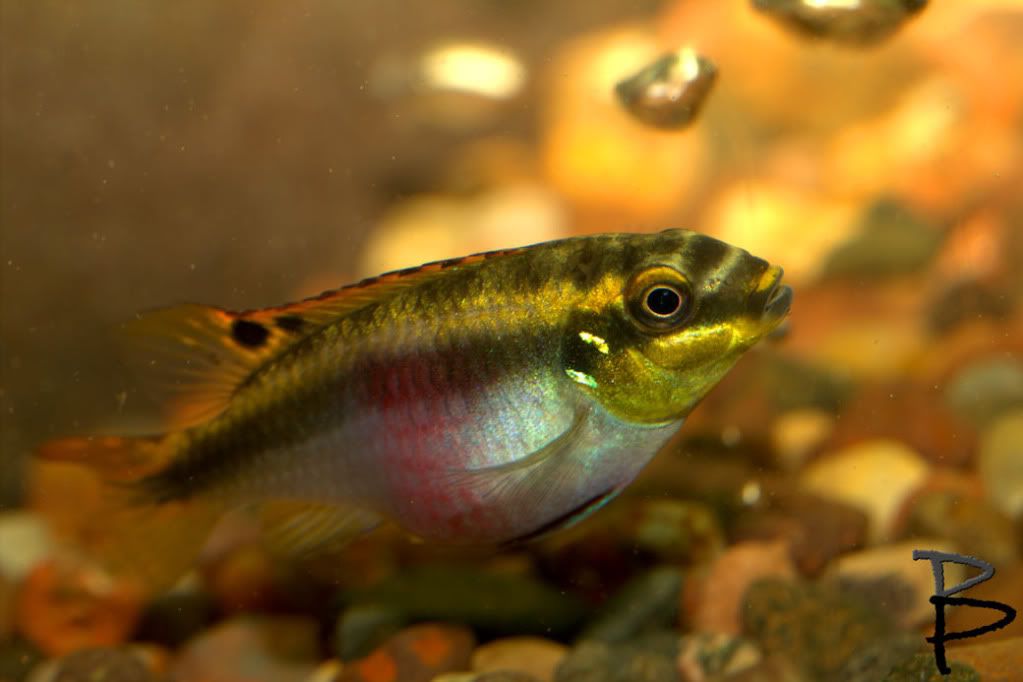 IMAGE: http://i821.photobucket.com/albums/zz133/brianpinneyphotography/Random/Kribensis2.jpg