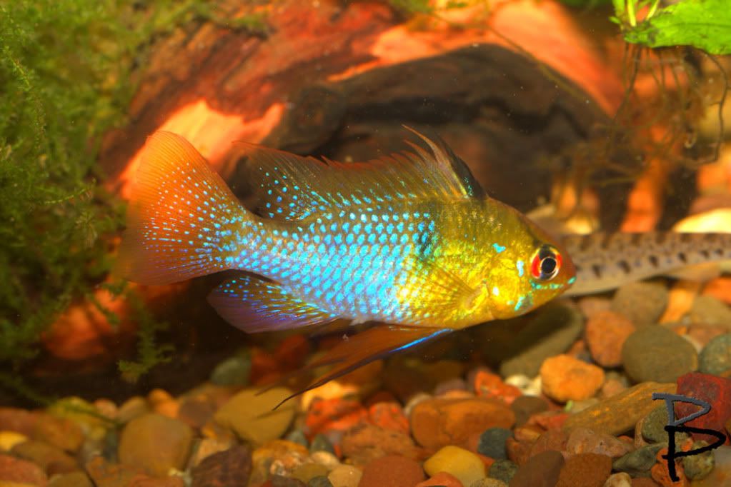 IMAGE: http://i821.photobucket.com/albums/zz133/brianpinneyphotography/Random/germanblueram.jpg