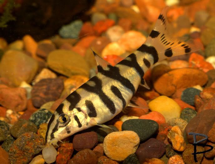 IMAGE: http://i821.photobucket.com/albums/zz133/brianpinneyphotography/Random/yoyoloach.jpg