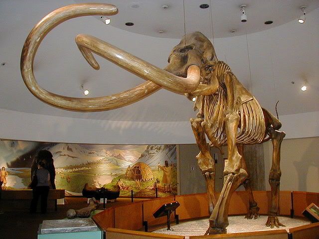 Mammoth S