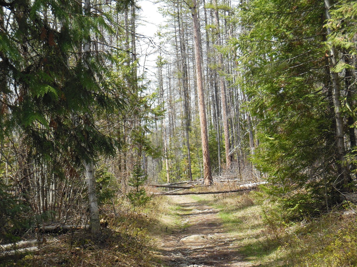 Trail 038