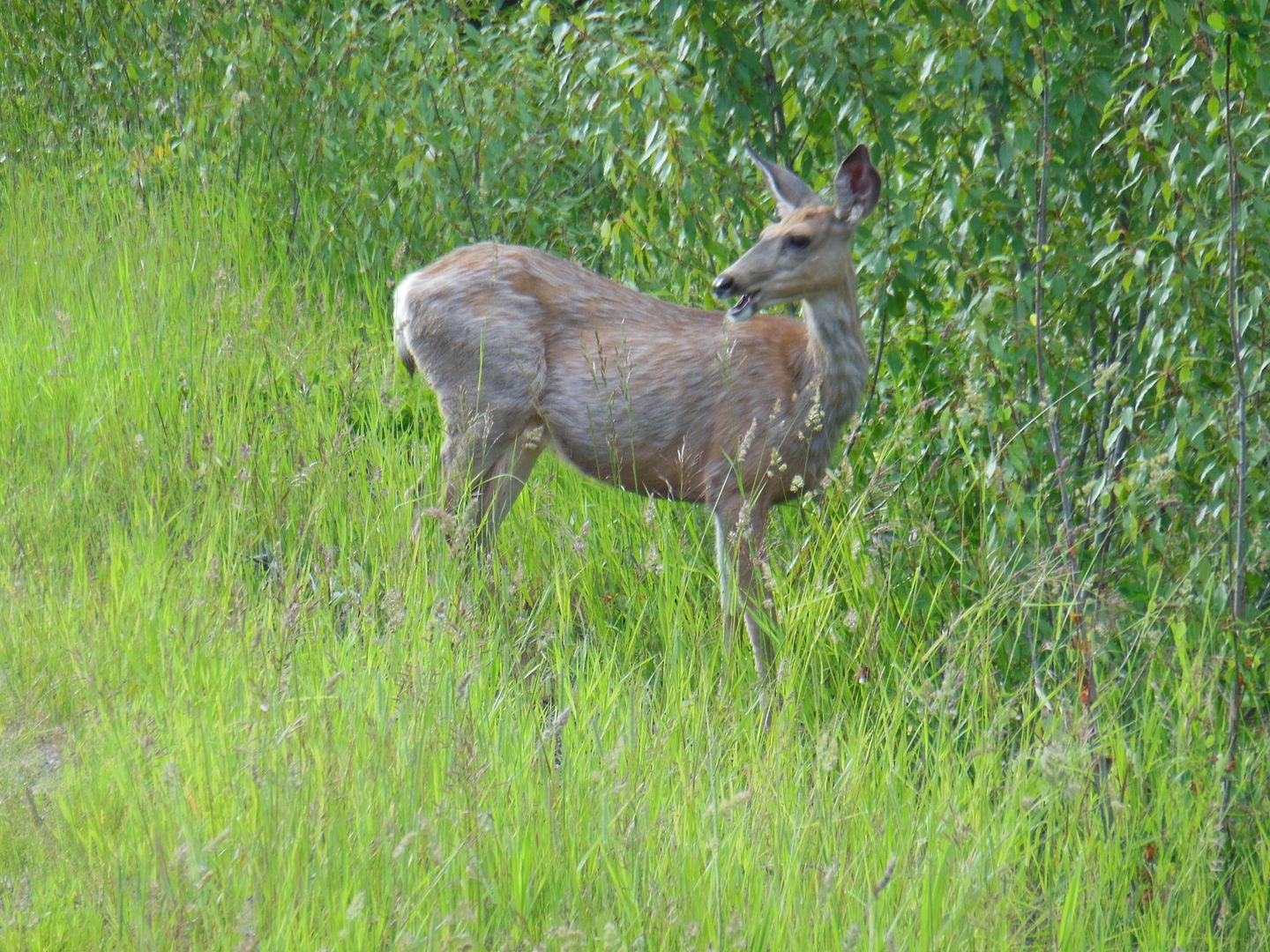 Deer 2588