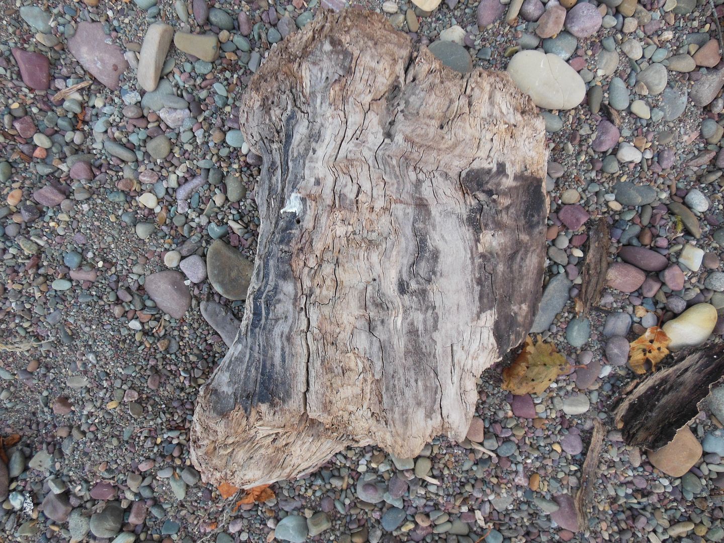 driftwood 3845