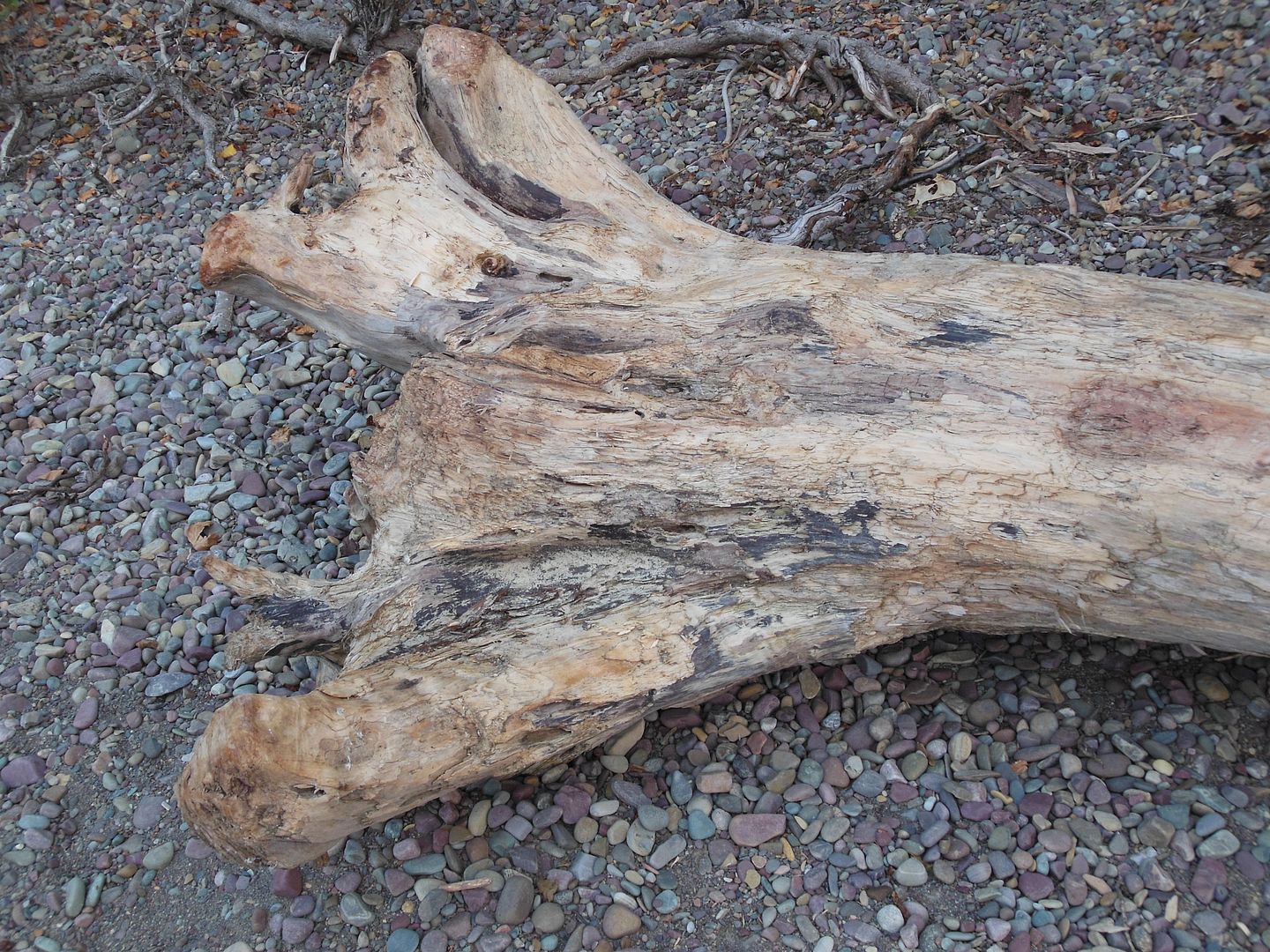 driftwood 3855