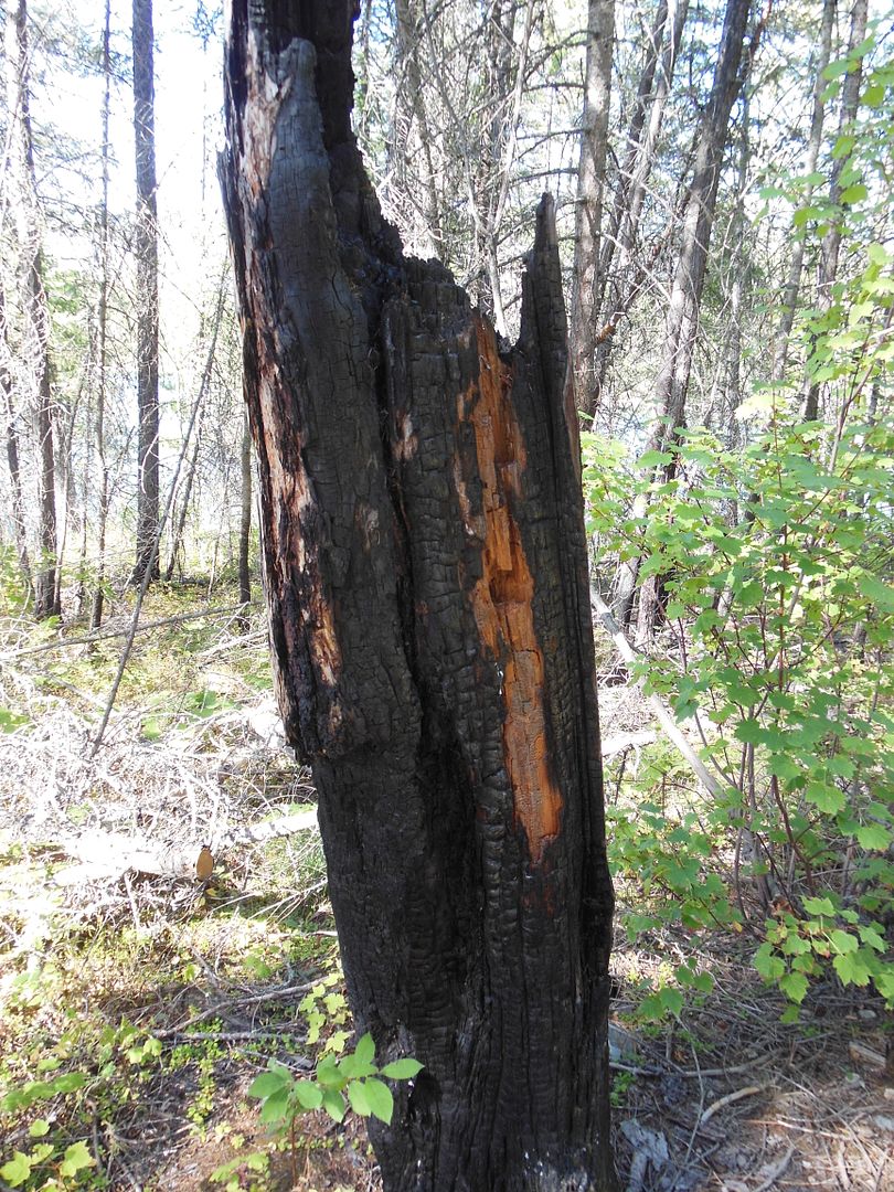 burned log 3800