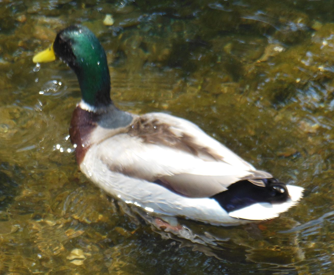 Duck 1021