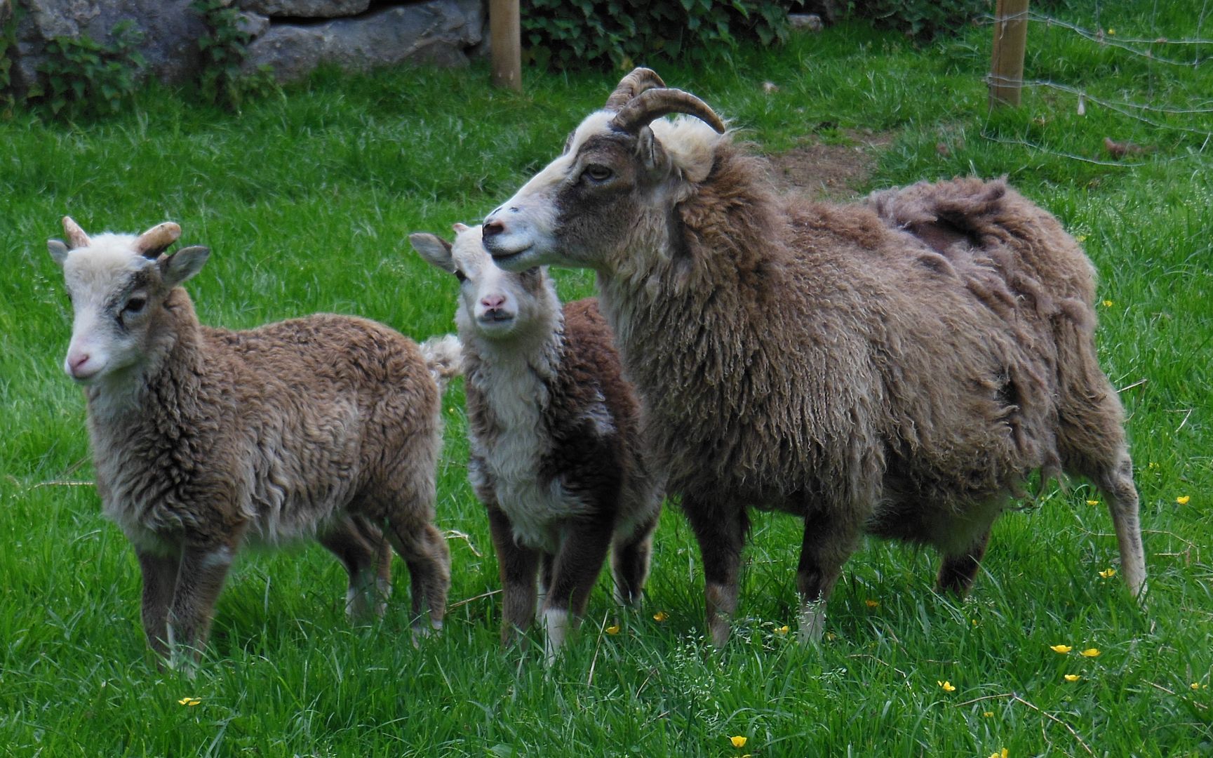 Sheep 1772 photo DSCN1772Sheep.jpg