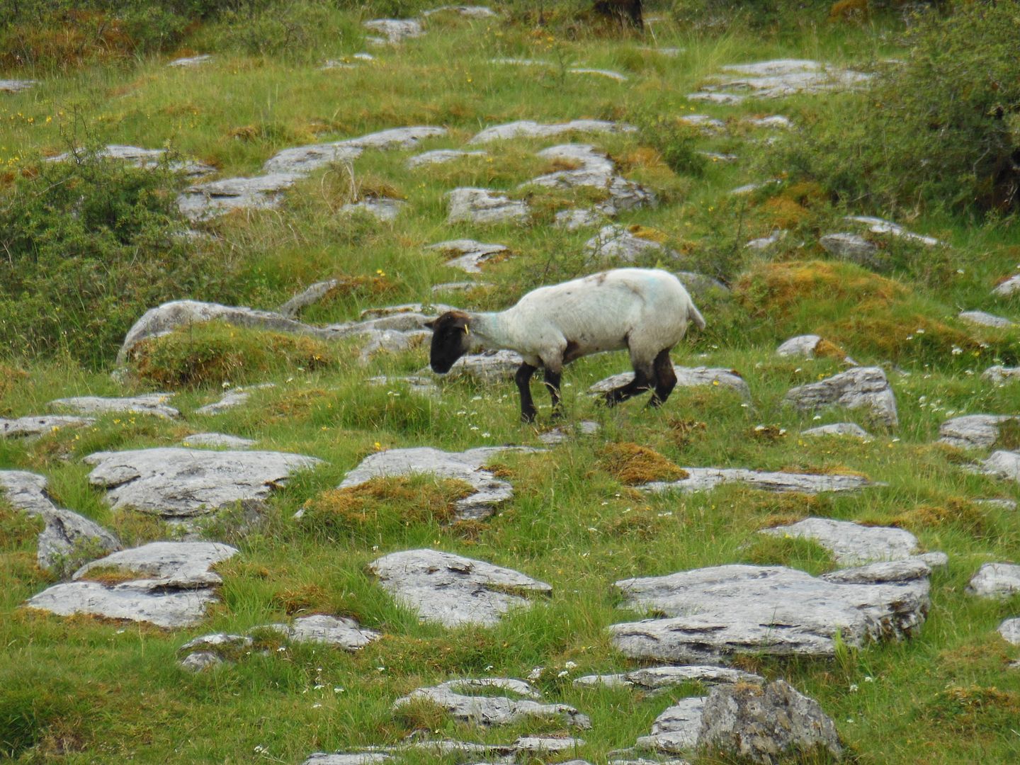 Sheep 2208