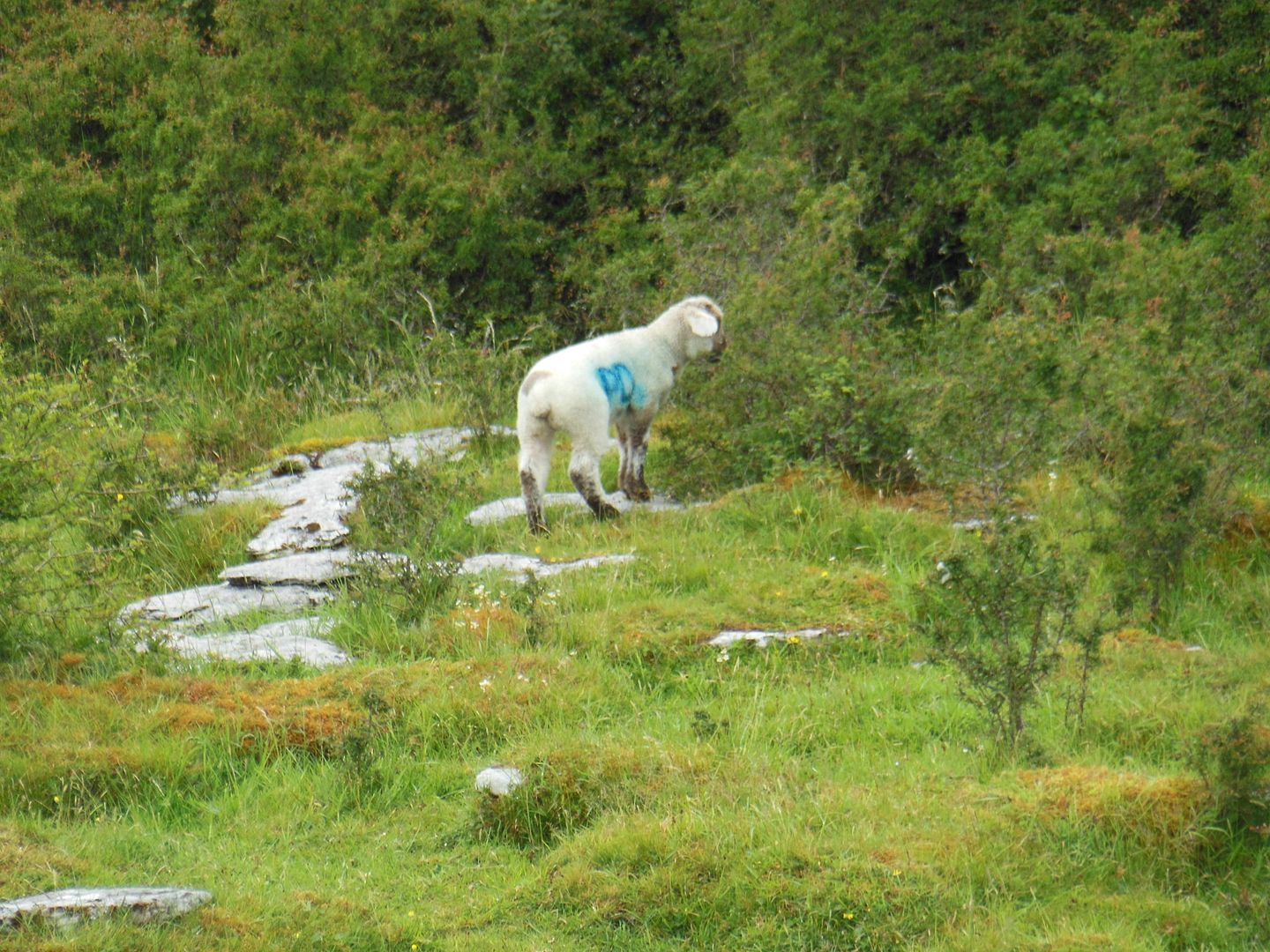 Sheep 2211 photo DSCN2211.jpg