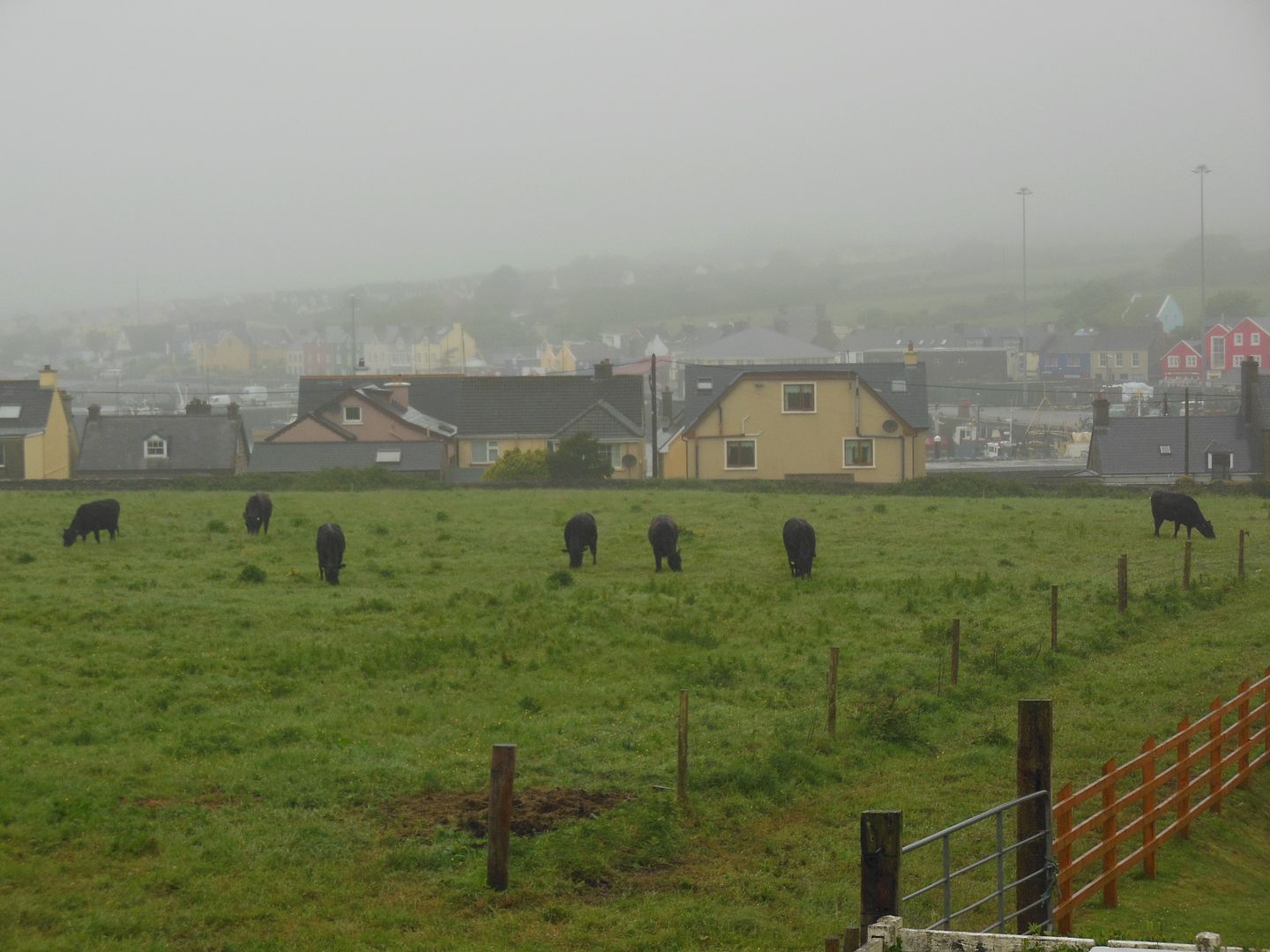 Dingle Cows 1415