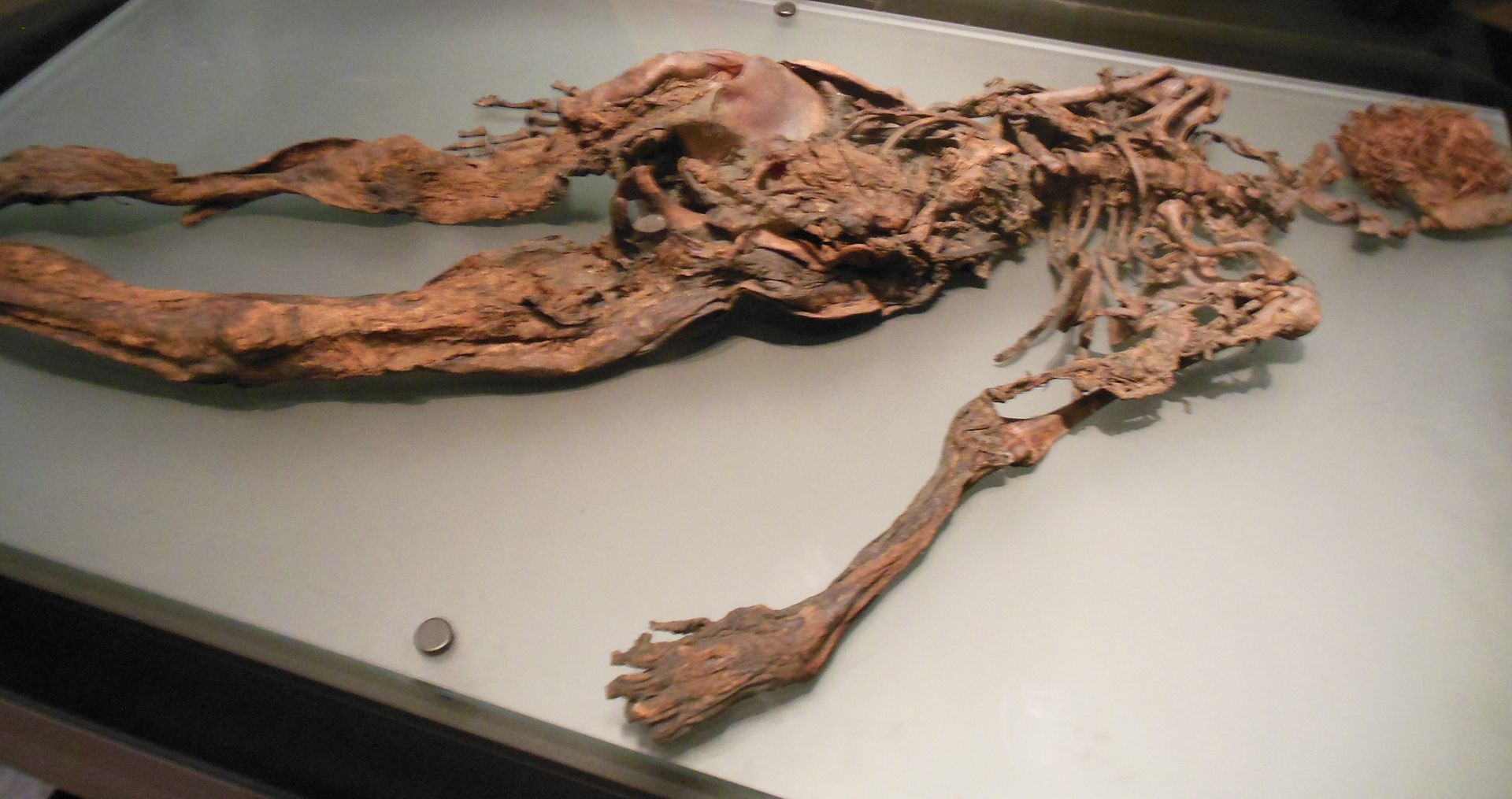 Bog Body 531