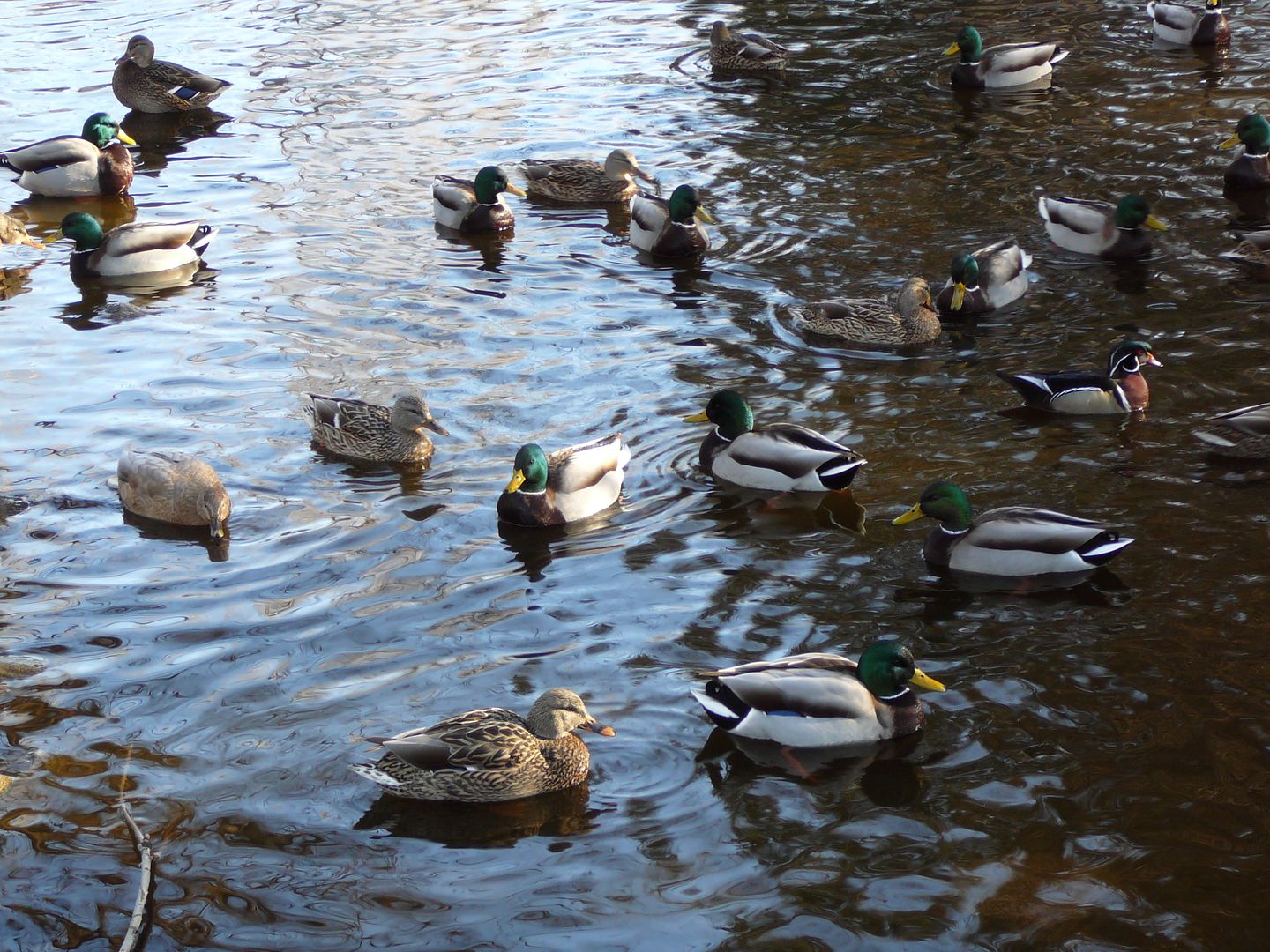 Ducks 1