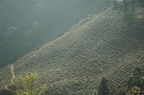  photo TeaDarjeeling_Tea_Plantation_India_zps825c5769.jpg