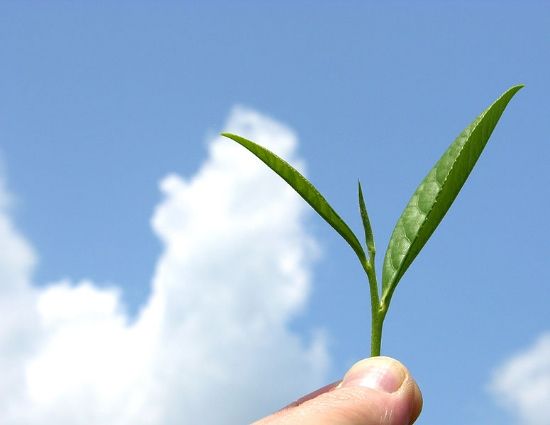 Tea Leaves photo TeaOrganic_mountain_grown_tea_leaf_zps40311f18.jpg