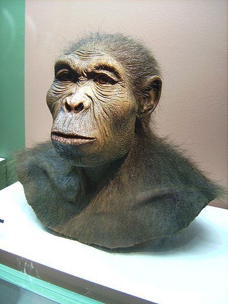 Homo habilis 1