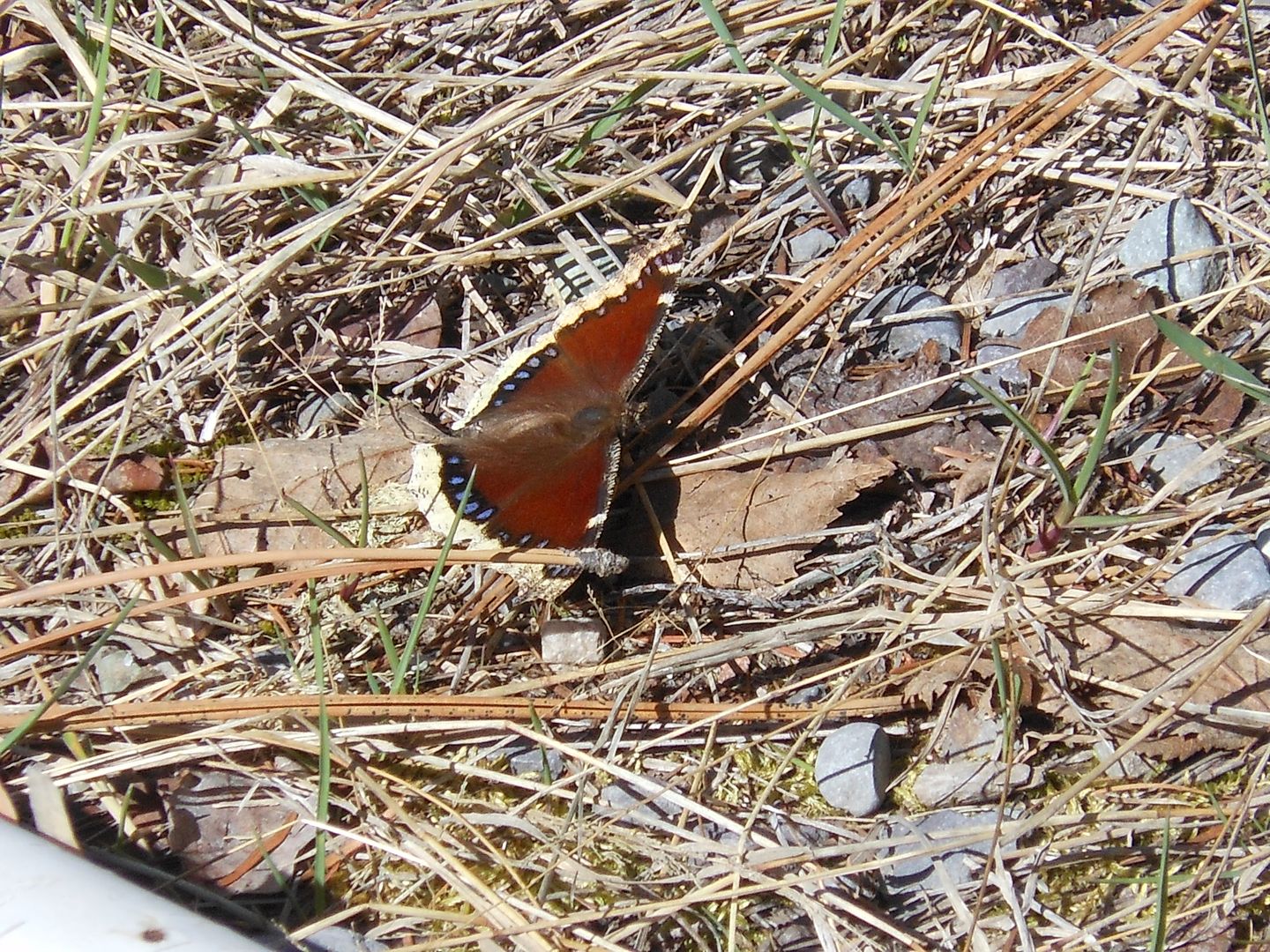 Butterfly 505