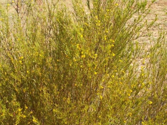 Rooisbus plant photo teaRooibos_Aspalathus_linearisPICT2813__zpsa07394ab.jpg