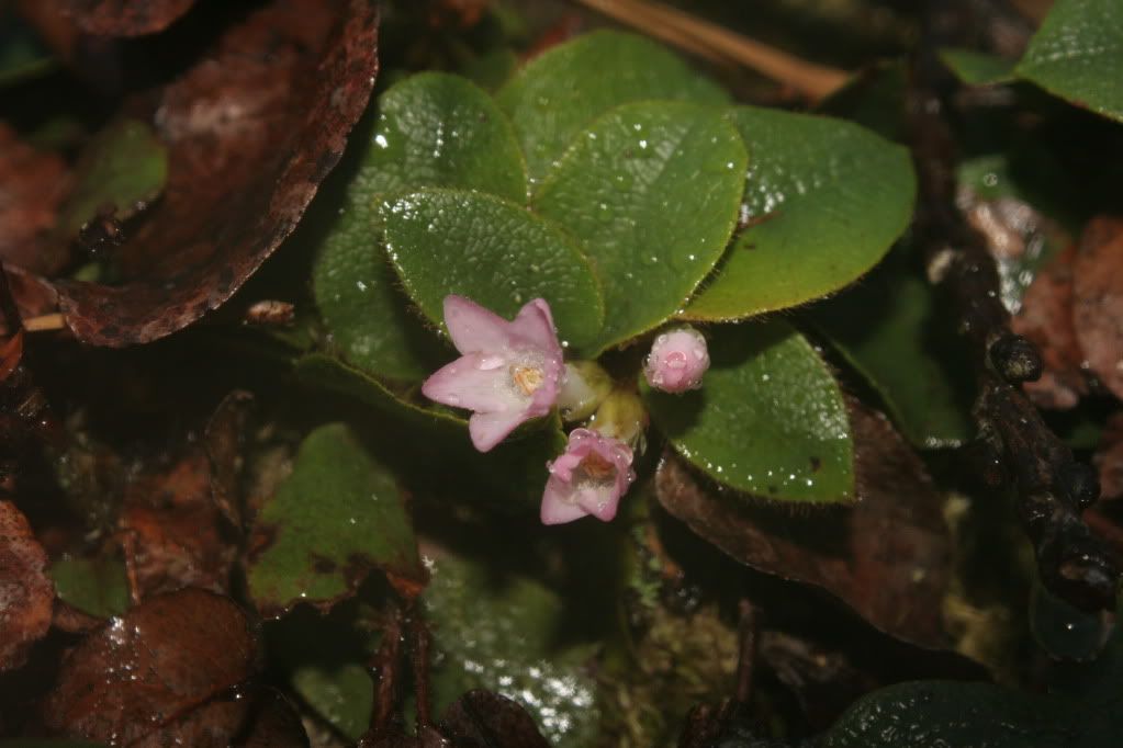 IMAGE: http://i821.photobucket.com/albums/zz140/Seramaman/IMG_8426-1.jpg