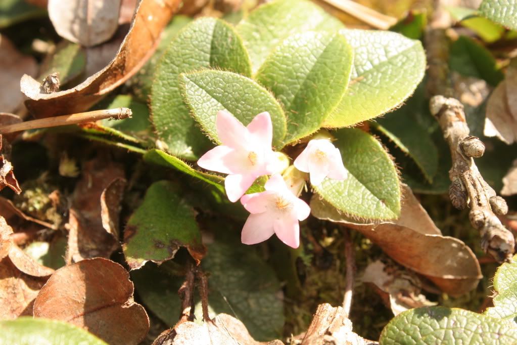 IMAGE: http://i821.photobucket.com/albums/zz140/Seramaman/IMG_9492.jpg