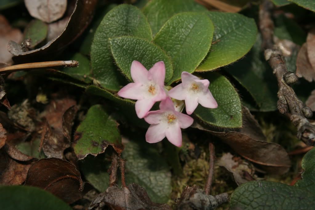 IMAGE: http://i821.photobucket.com/albums/zz140/Seramaman/IMG_9797.jpg