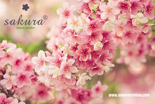 Kem dưỡng trắng da Sakura giá niêm yết là bao nhiêu tiền?