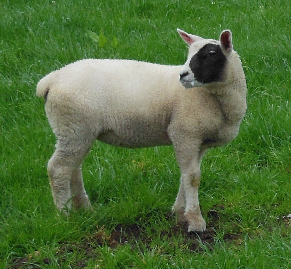 Lamb 2044