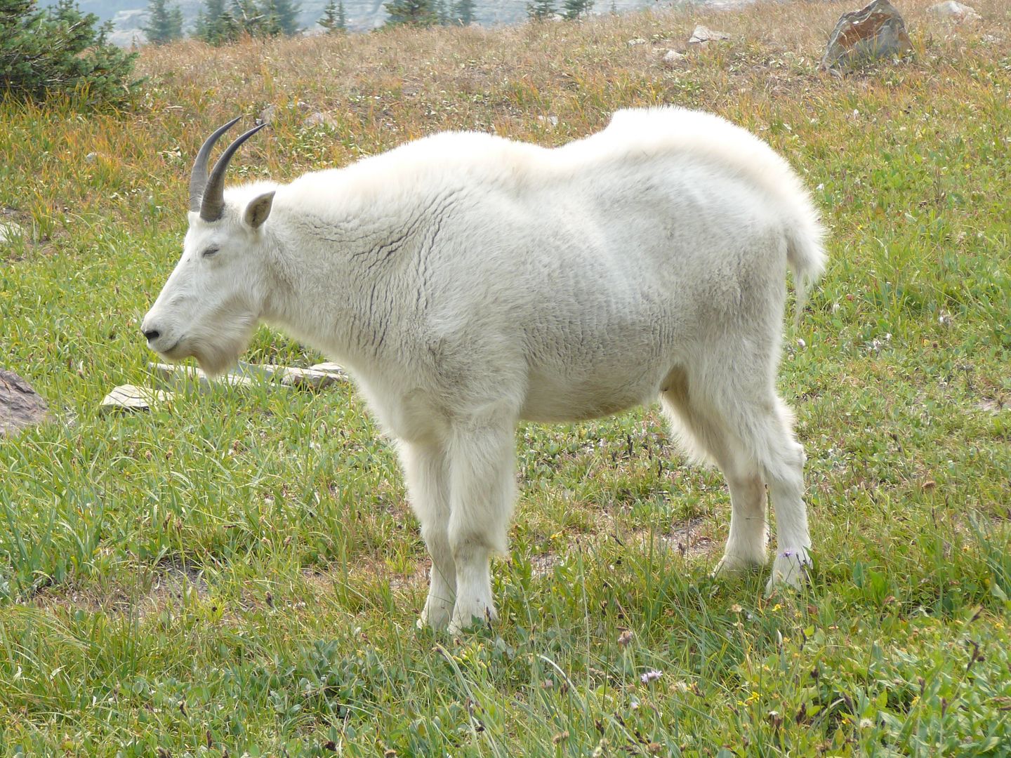 Glacier National Park: Animals (Photo Diary)