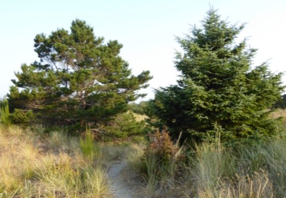  photo P1180526_zps7nyarqu3.jpg