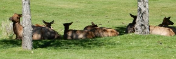  photo DSCN8810_zps1rld8y3g.jpg